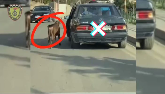 Tiranë: Gjobitet shoferi që tërhoqi kecin e lidhur në veturë